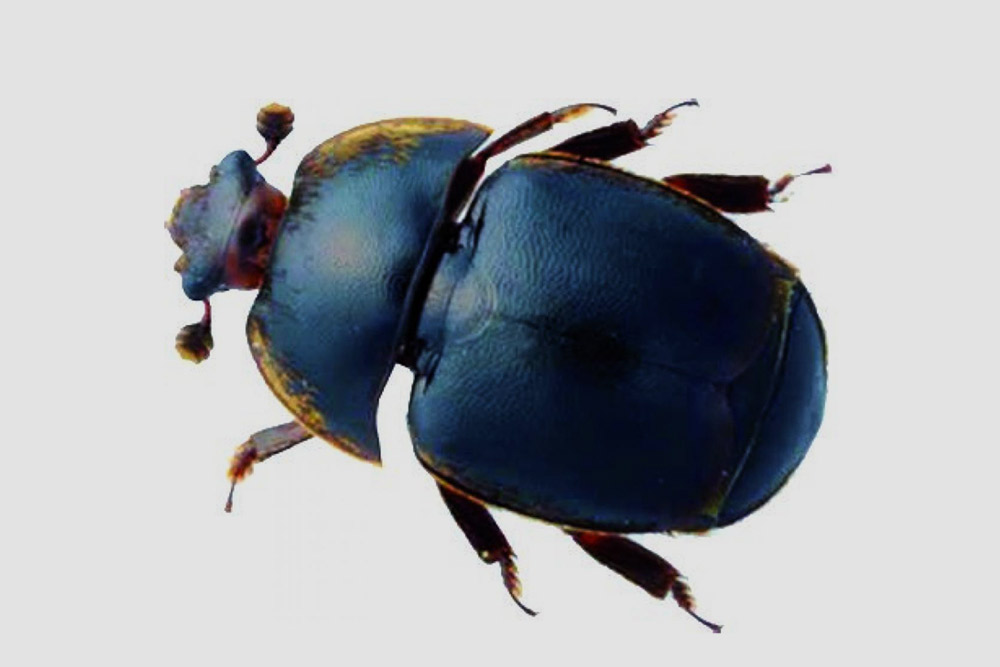 img-vespa-aethina-tumida